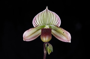 Paphiopedilum Voodoo Fred Slipper Zone Only just Spots HCC/AOS 78 pts.